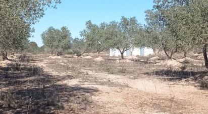 Terreno de 6.200 m² en El Perelló (43519)