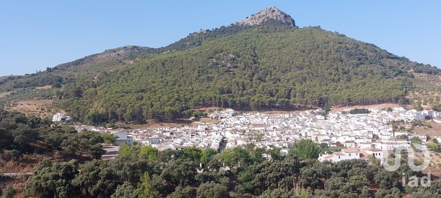 Land of 45,000 m² in El Gastor (11687)