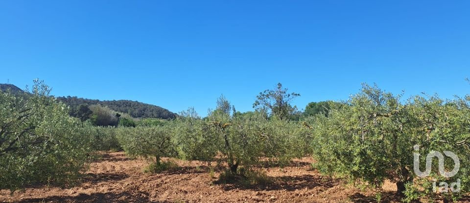 Tierra agrícola de 3.500 m² en Montferri (43812)