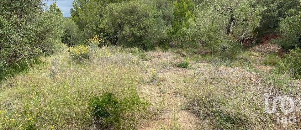 Land of 3,857 m² in Castellvell del Camp (43392)