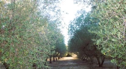 Terrain de 11 271 m² à Tarragona (43006)