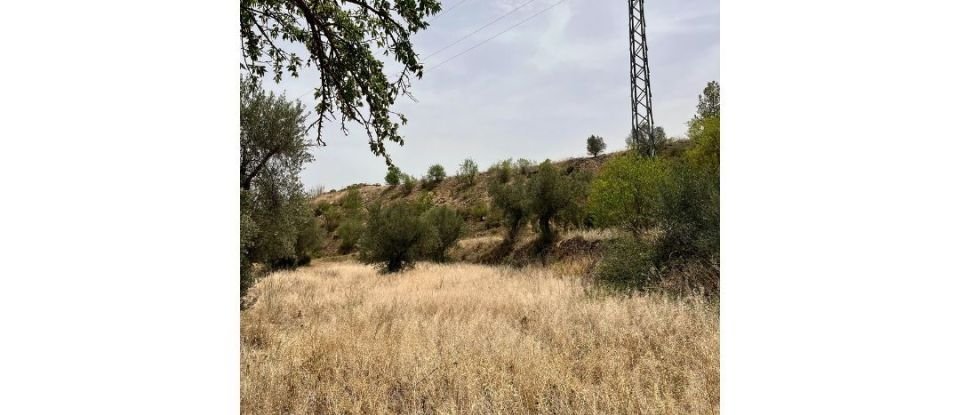 Agricultural land of 10,049 m² in Ascó (43791)