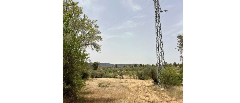 Agricultural land of 10,049 m² in Ascó (43791)