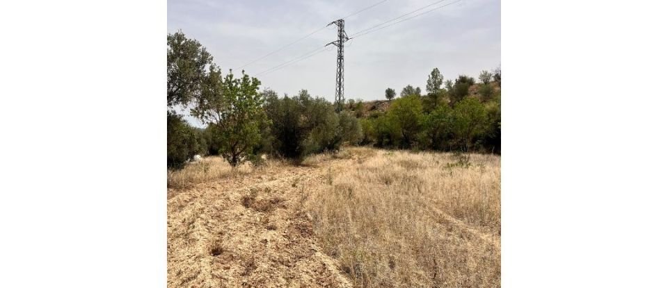 Agricultural land of 10,049 m² in Ascó (43791)