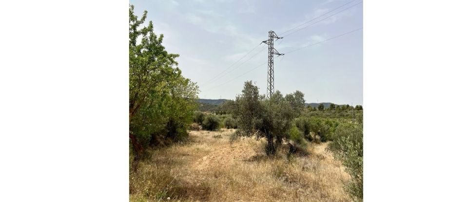 Agricultural land of 10,049 m² in Ascó (43791)