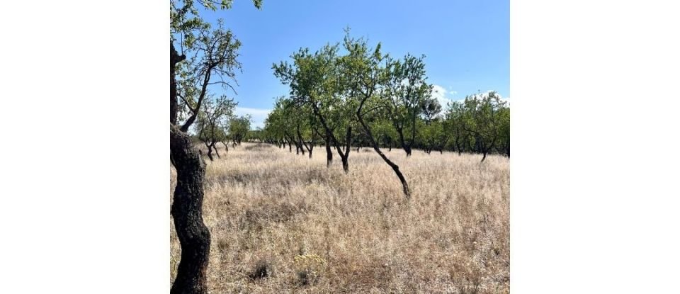 Tierra agrícola de 8.072 m² en Ascó (43791)