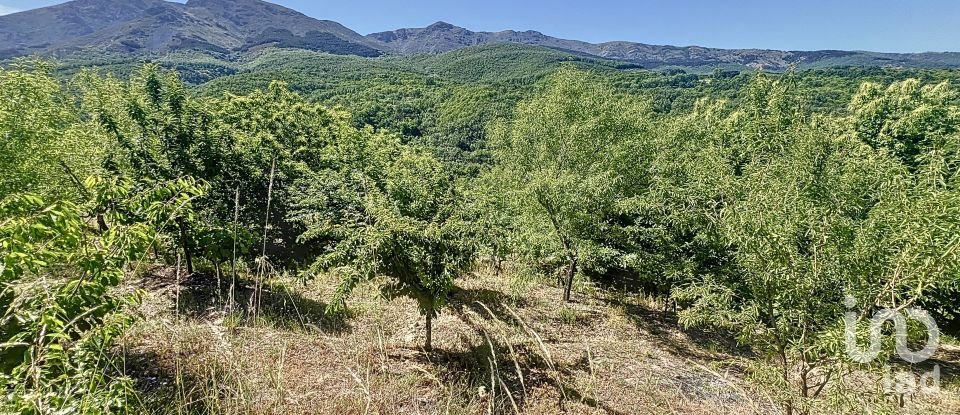 Tierra agrícola de 110.000 m² en Hervás (10700)