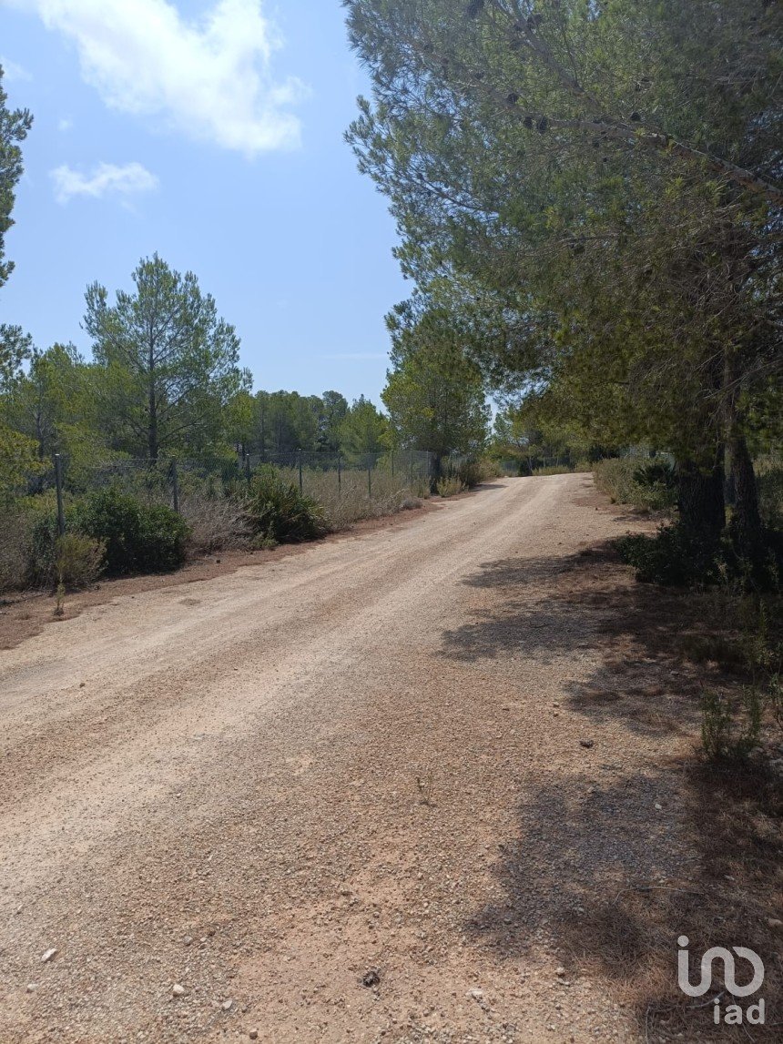 Terreno de 15.000 m² en L'Ametlla de Mar (43860)