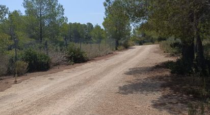 Terreno de 15.000 m² en L'Ametlla de Mar (43860)