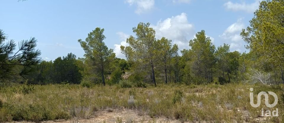 Terreno de 15.000 m² en L'Ametlla de Mar (43860)