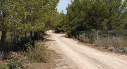 Terreno de 15.000 m² en L'Ametlla de Mar (43860)