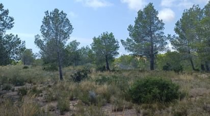 Terreno de 15.000 m² en L'Ametlla de Mar (43860)