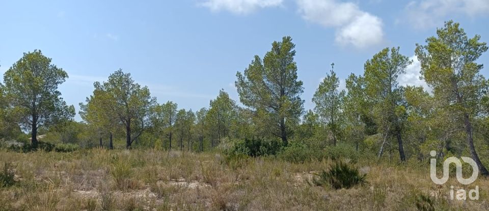 Terreno de 15.000 m² en L'Ametlla de Mar (43860)