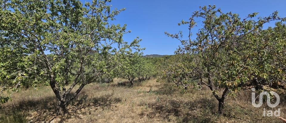 Terreny agrícola de 30.823 m² a Alforja (43365)