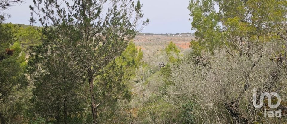 Land of 8,800 m² in Santa Agnes de Corona (07828)