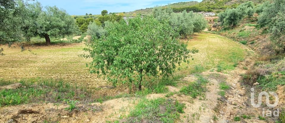 Domaine 3 chambres de 1 956 m² à Láujar de Andarax (04470)