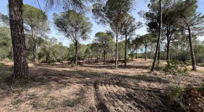 Terra de 16.000 m² a Villablanca (21590)