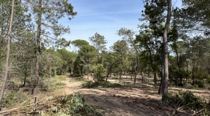 Terra de 16.000 m² a Villablanca (21590)