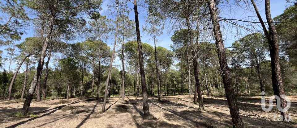 Terra de 16.000 m² a Villablanca (21590)