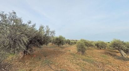 Land of 7,486 m² in Alcanar (43530)