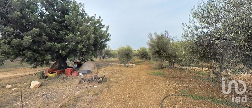 Terrain de 7 486 m² à Alcanar (43530)