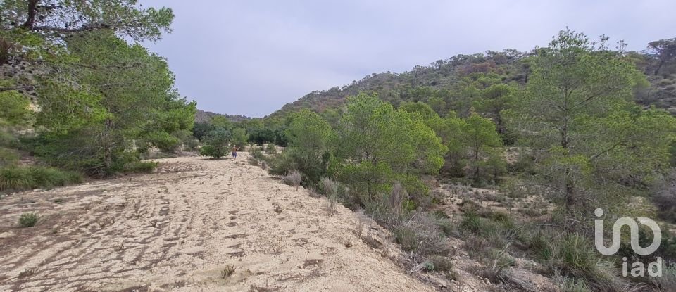 Land of 40,000 m² in La Vila Joiosa (03570)