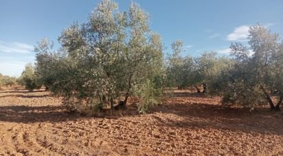 Terreno de 52.723 m² en Écija (41400)