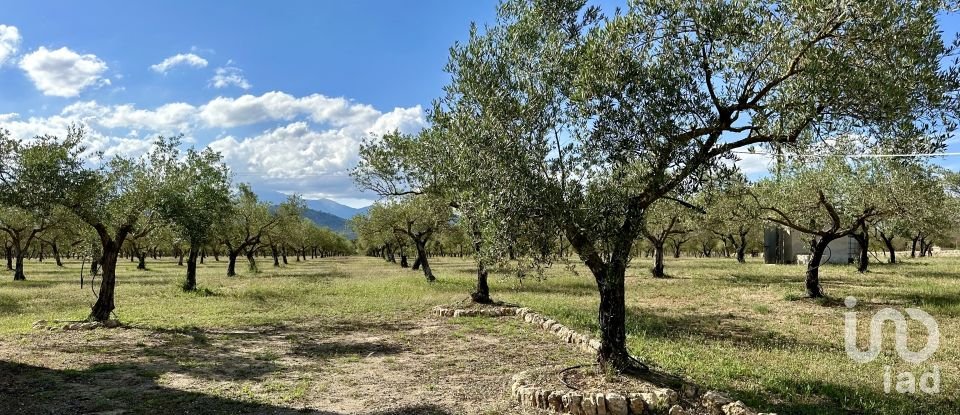 Terreno de 79.000 m² en Inca (07300)