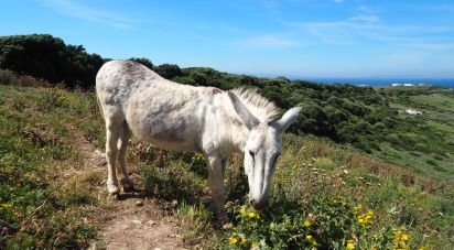 Terrain de 102 600 m² à Tarifa (11380)