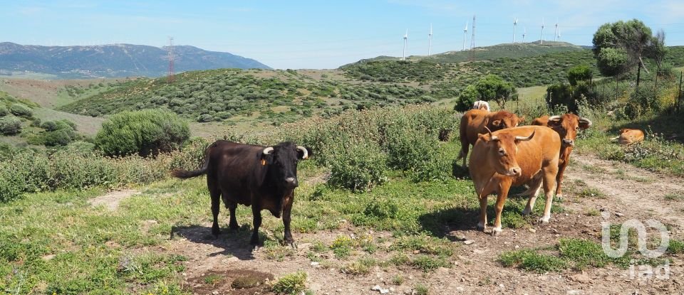 Terrain de 102 600 m² à Tarifa (11380)