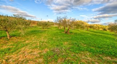 Terreno de 10.000 m² en Barriada Bellavista (29510)