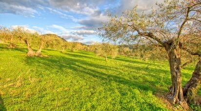 Terreno de 10.000 m² en Barriada Bellavista (29510)