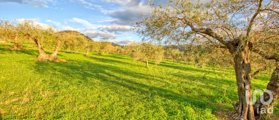 Terreno de 10.000 m² en Barriada Bellavista (29510)