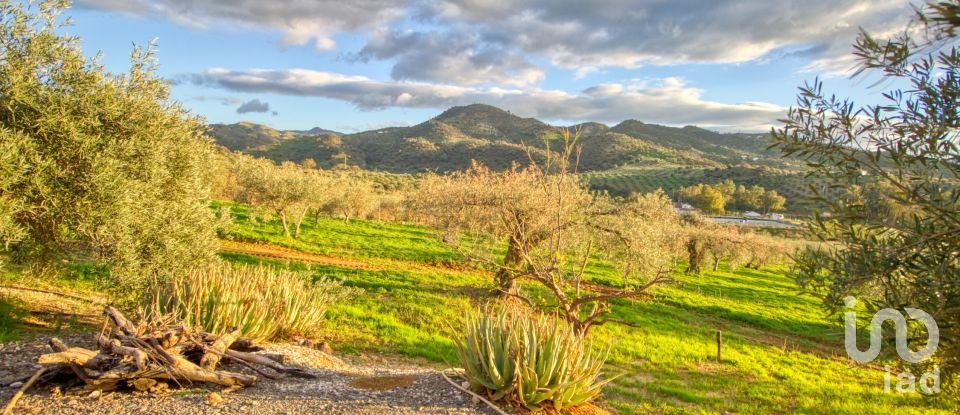 Terreno de 10.000 m² en Barriada Bellavista (29510)