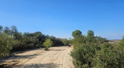 Terrain de 11 000 m² à Les Borges Blanques (25400)