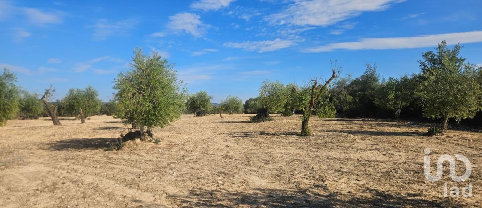 Terrain de 11 000 m² à Les Borges Blanques (25400)