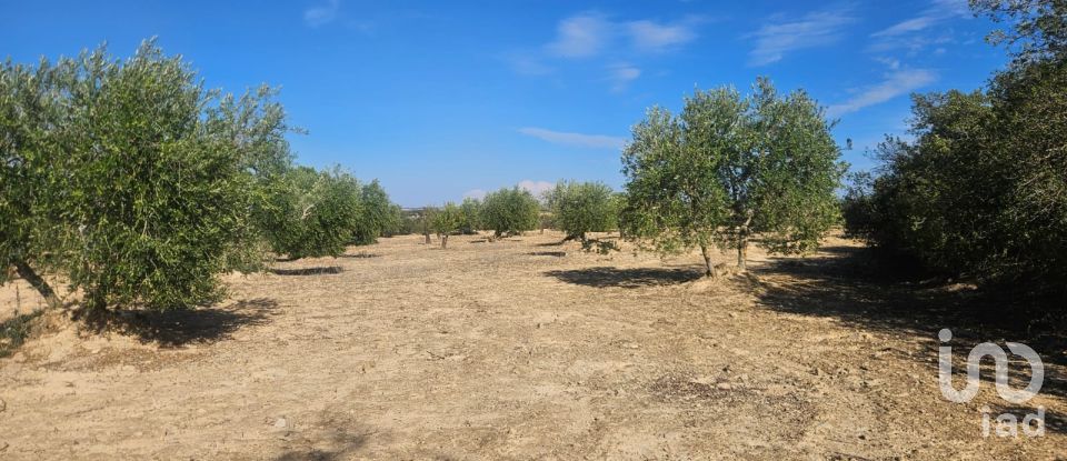 Terrain de 11 000 m² à Les Borges Blanques (25400)