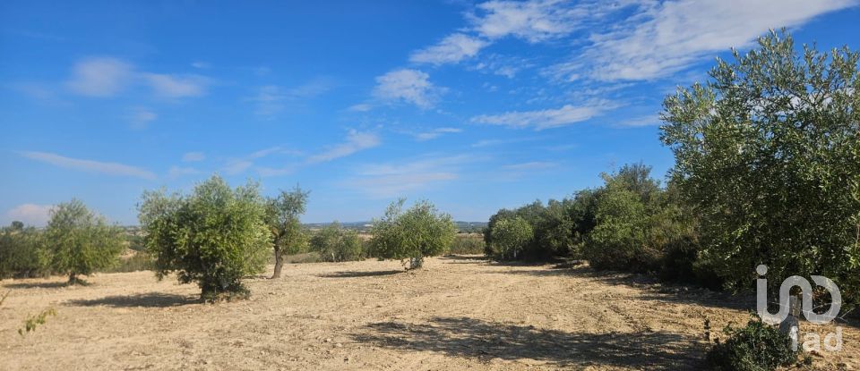 Terrain de 11 000 m² à Les Borges Blanques (25400)