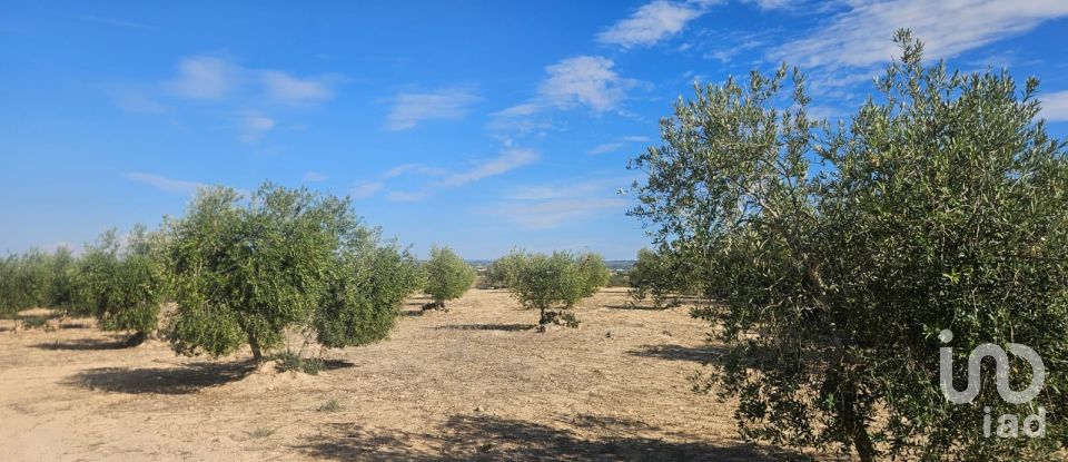 Terrain de 11 000 m² à Les Borges Blanques (25400)