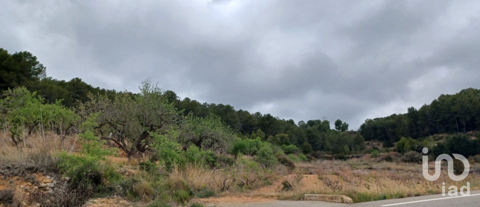 Tierra agrícola de 12.700 m² en La Bisbal del Penedès (43717)