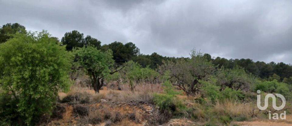 Tierra agrícola de 12.700 m² en La Bisbal del Penedès (43717)