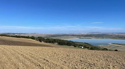 Terrain de 49 000 m² à Arcos de la Frontera (11630)