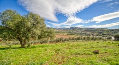 Terreno de 12.000 m² en Almogía (29150)