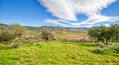 Terreno de 12.000 m² en Almogía (29150)