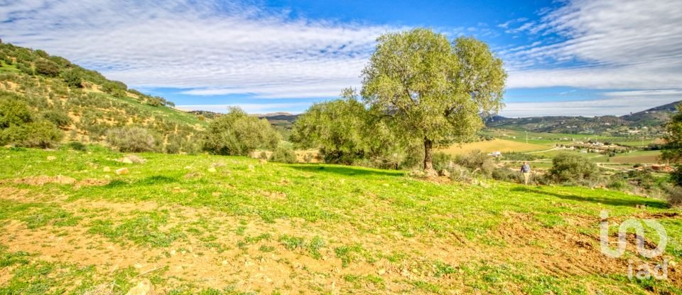 Terreno de 12.000 m² en Almogía (29150)