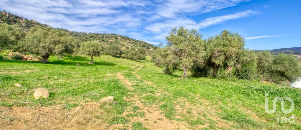 Terreno de 12.000 m² en Almogía (29150)