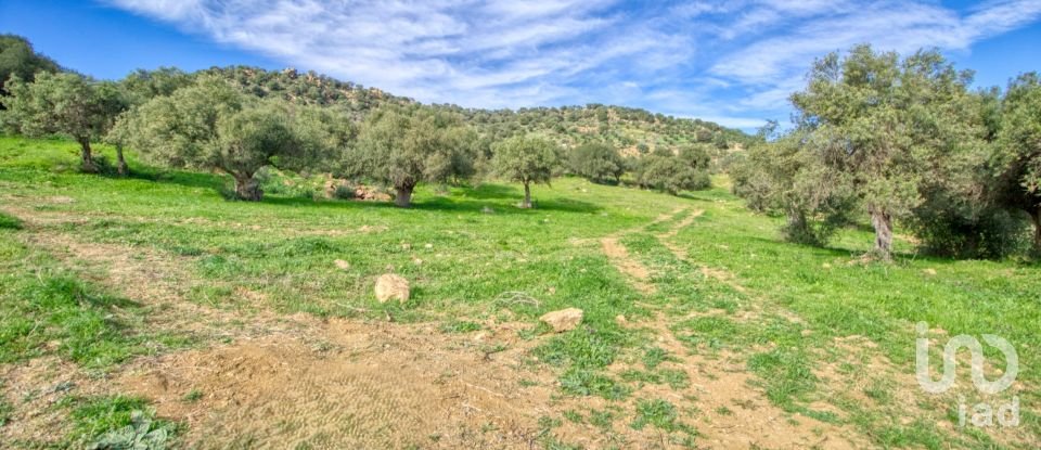 Terreno de 12.000 m² en Almogía (29150)