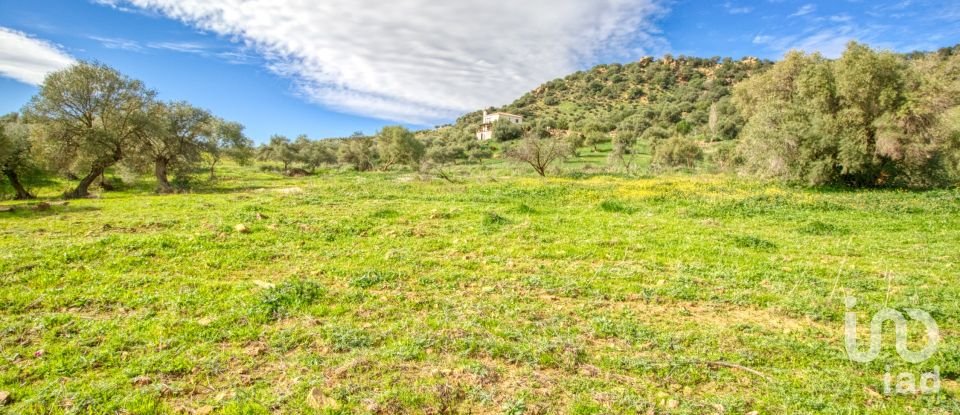 Terreno de 12.000 m² en Almogía (29150)