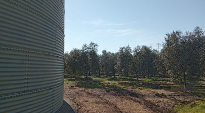 Terreno de 99.765 m² en Cañada Rosal (41439)