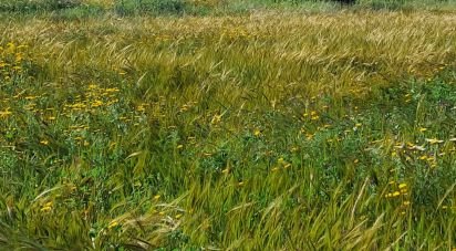 Terrain de 3 843 m² à Alcanara (30813)